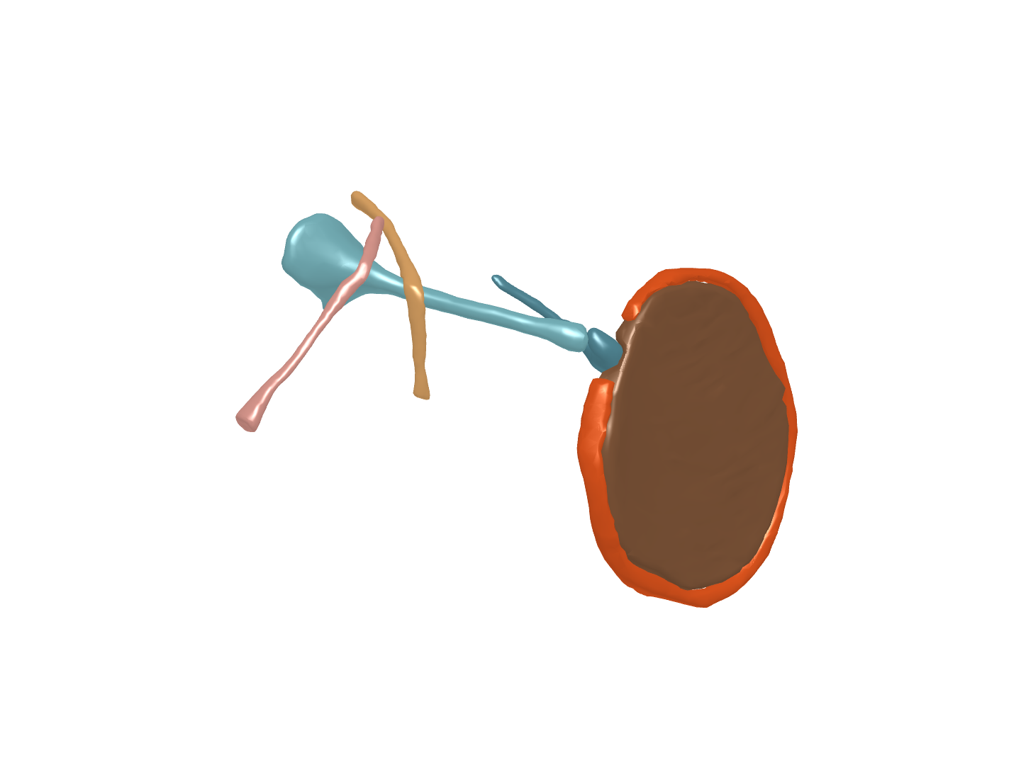 mixed faces middle ear Mesh1 image