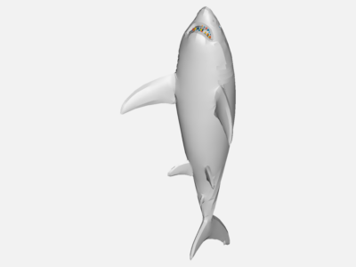 shark image