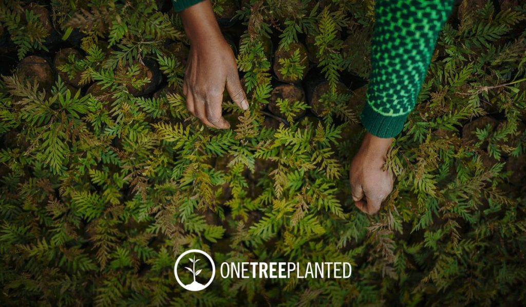 An image from above of hands planting small trees with the logo of One Tree Planted overlaid in the bottom center